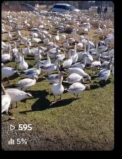 Early TikTok